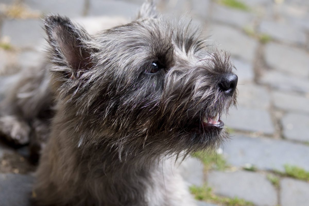 Cairnterrier Hund