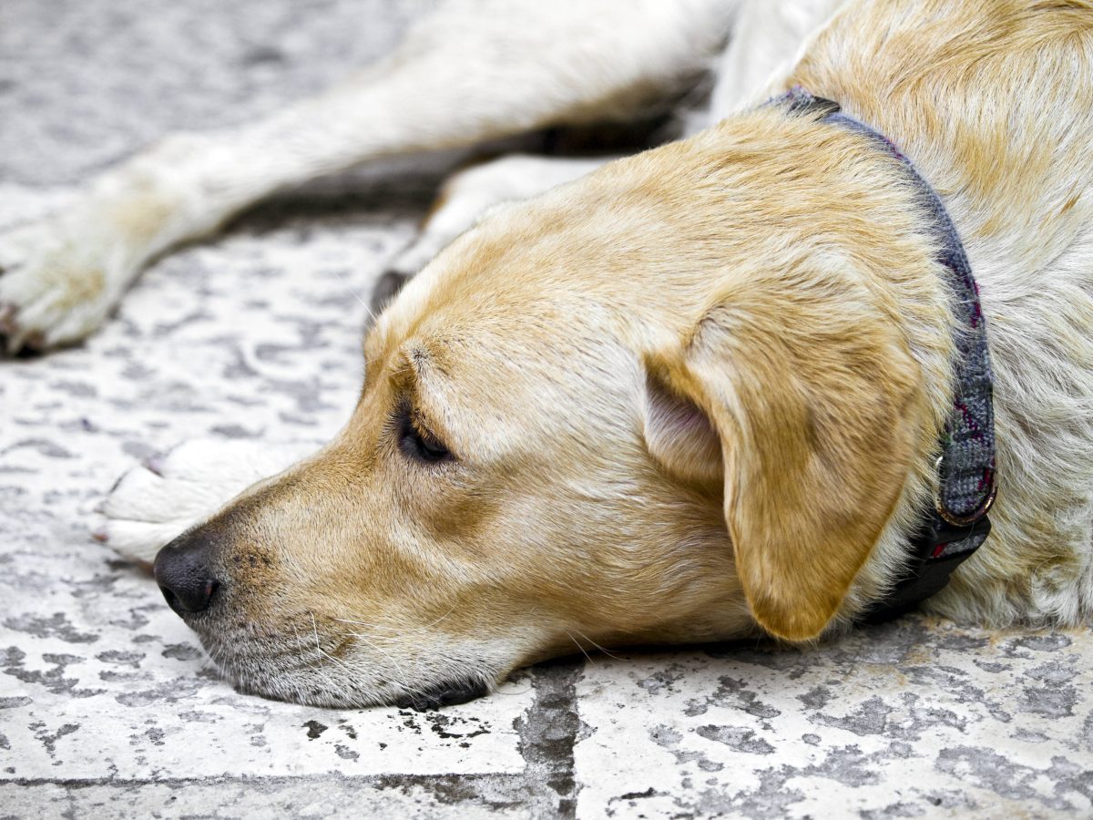 Hund: Frau vergeht sich an Vierbeiner – doch es kommt noch schlimmer -  DerWesten.de