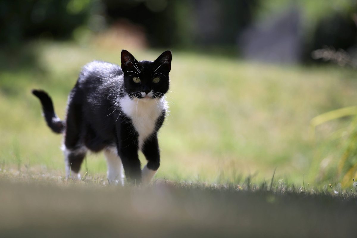 Schwarz-weißer Kater läuft über Wiese in NRW