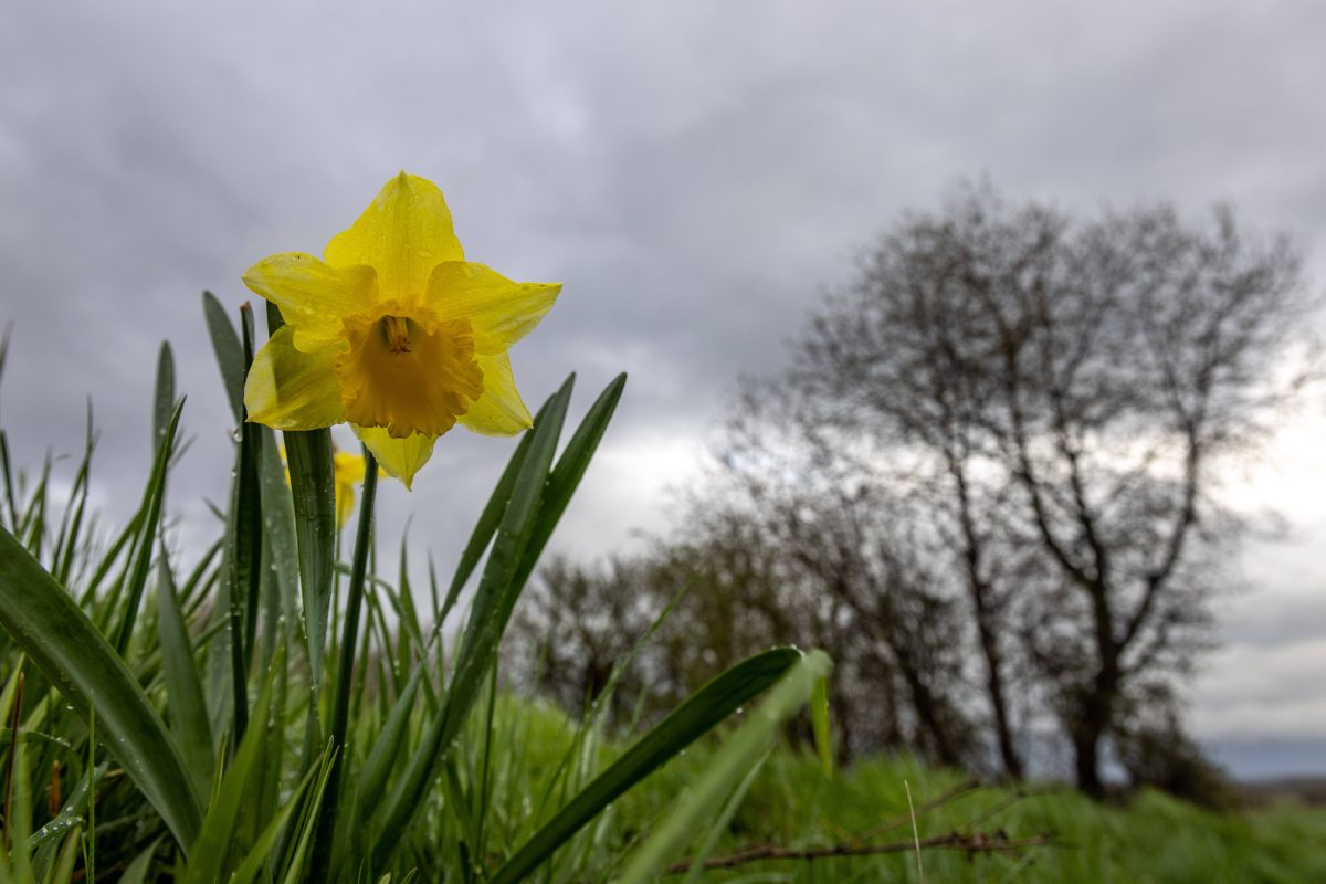 Wetter in NRW Wiese Blume BÃ¤ume wolkenverhangener Himmel