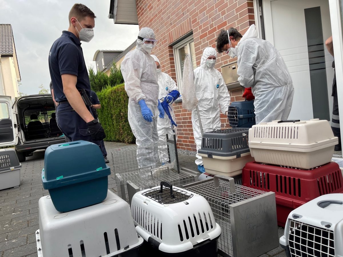 Tier-Drama in NRW: Einsatzkräfte befreien über 140 (!) Katzen aus Wohnhaus – ihr Zustand ist grauenvoll
