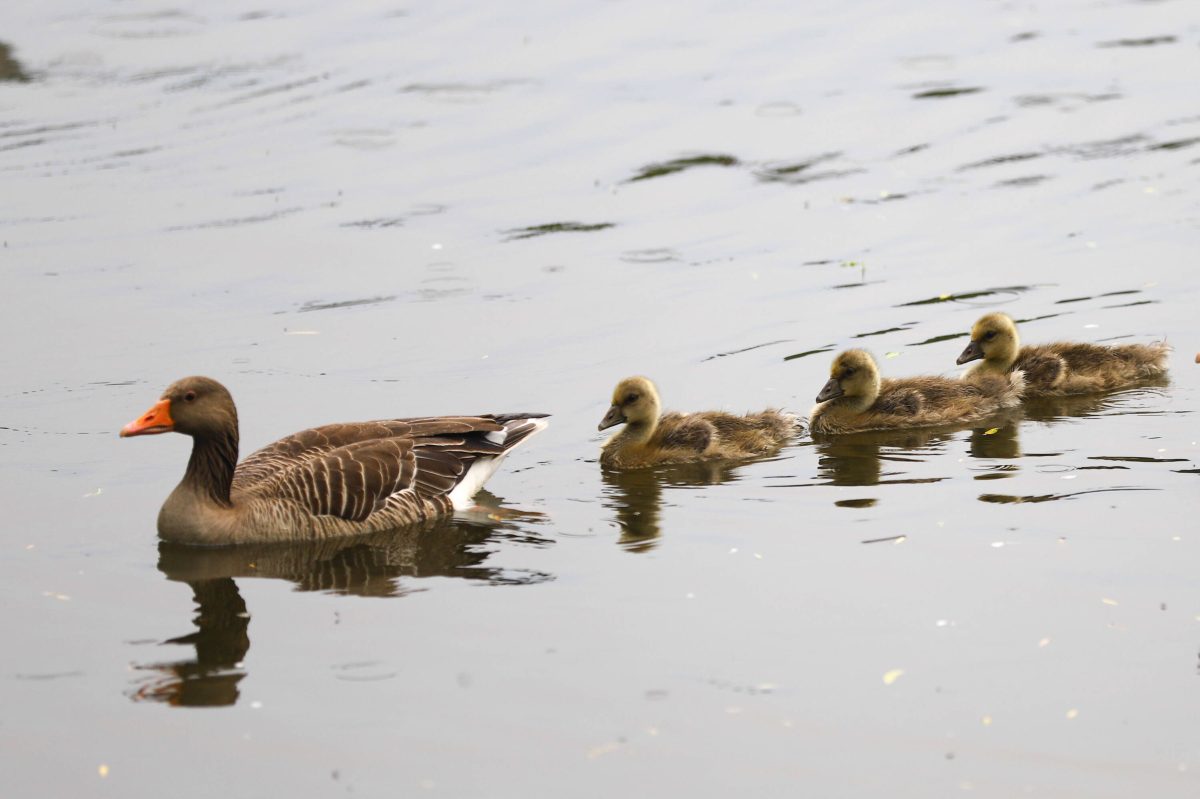 Entenfamilie im See