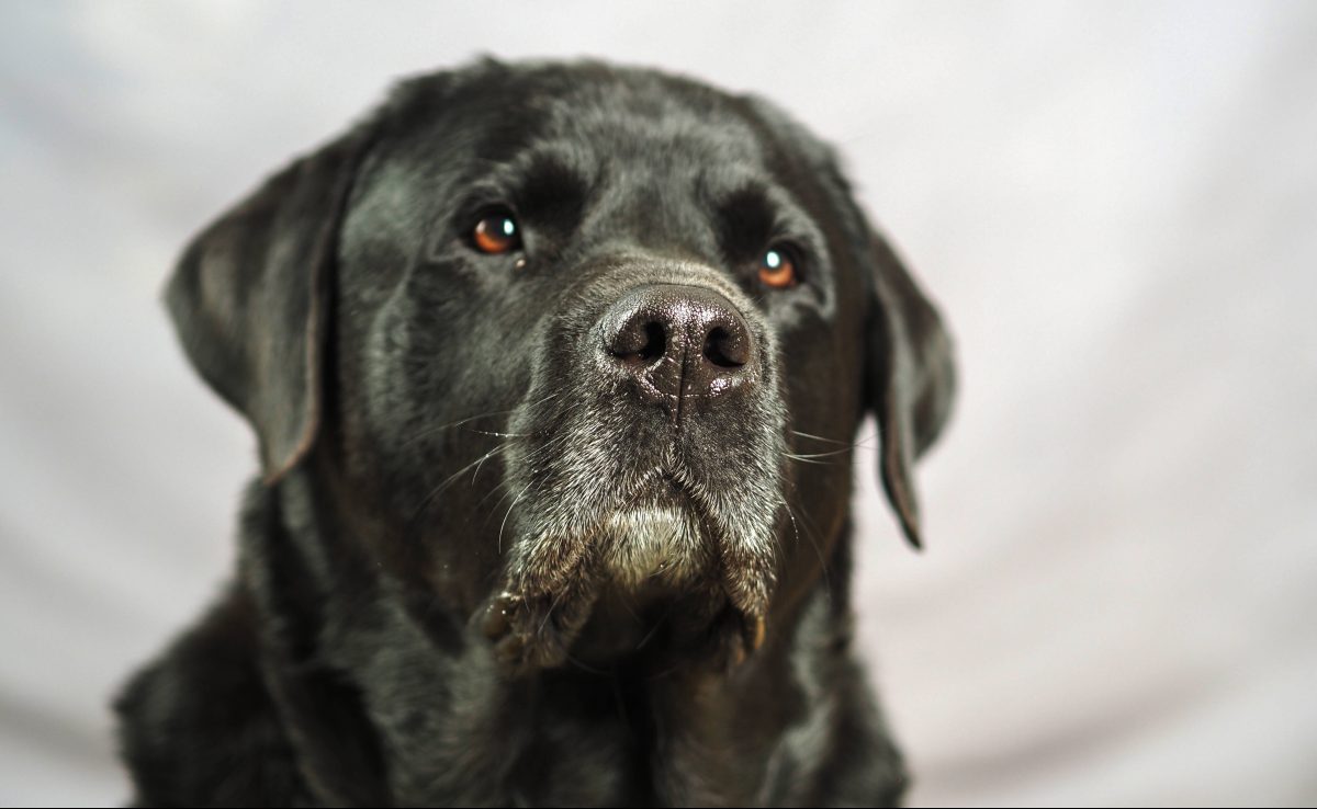 Hund schwarzer Labrador