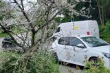 Aufnahmen von Gespinstmotten an einem Baum in Castrop (Ruhrgebiet)