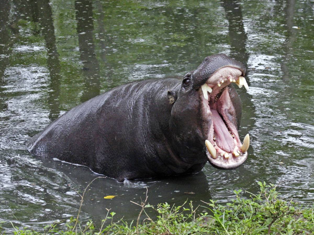 Duisburger Zoo, Zwergflusspferde, Liebesbeziehung