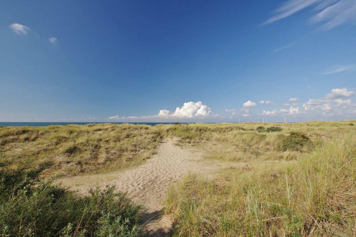 Eine Stadt in den Niederlanden erhält Beschwerden über das wilde Treiben von Liebespaaren in den Dünen. Die Gemeinde handelt sofort.