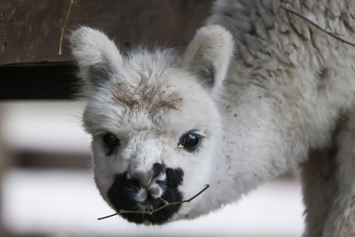 Das sind die f nf gr ten Zoos Deutschlands