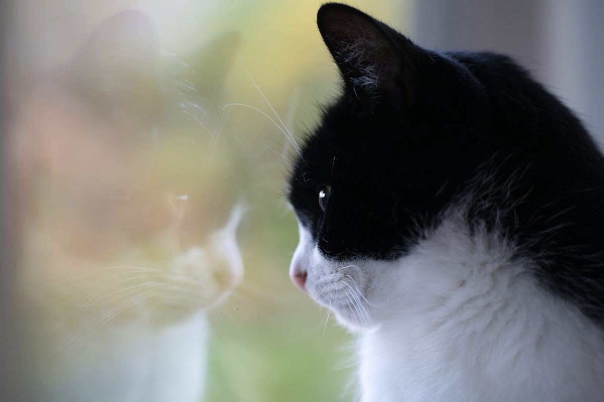 Ein Tierheim in NRW bekommt neuen Zuwachs. Als die schwarz-weiÃŸ gemusterte Katze ankommt, nimmt das Drama allerdings seinen Lauf.