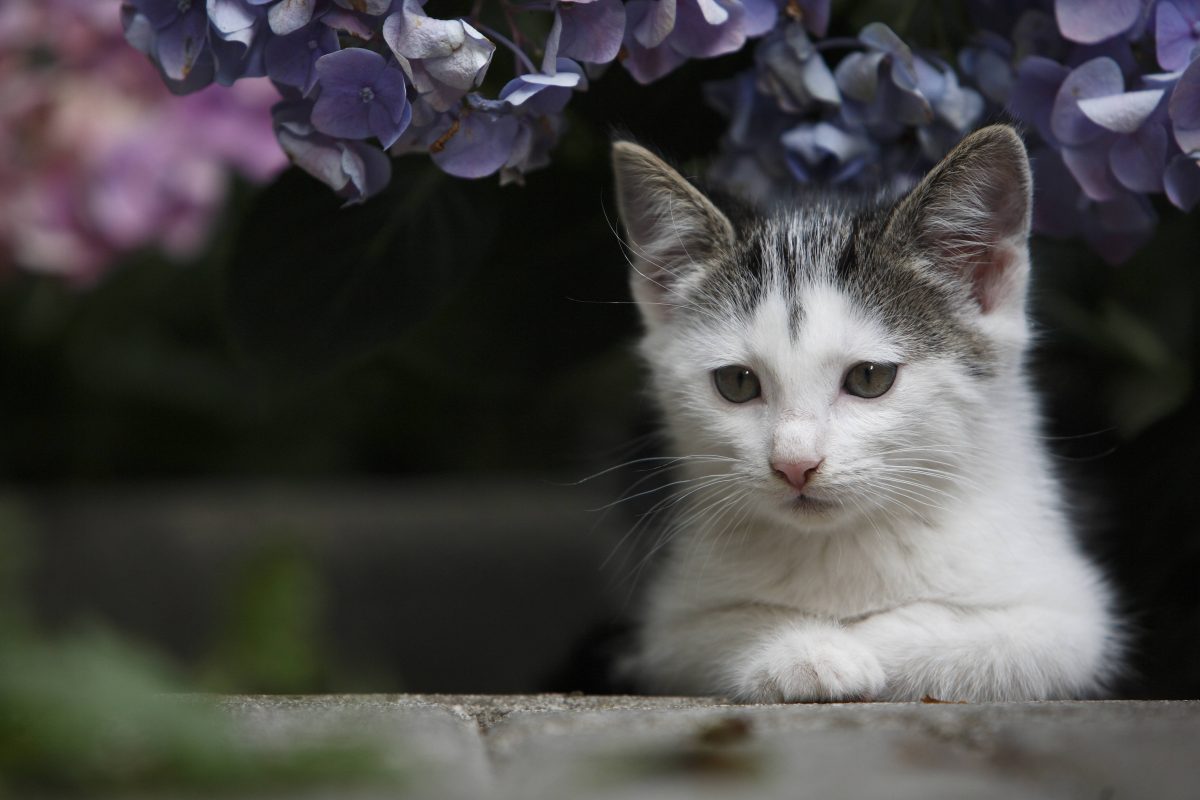 In einem Tierheim in NRW wurde der Kater Hein abgegeben. Damals noch mit Freund Jupp. Aber der ist jetzt Tod. Daher ist Kater Hein sehr traurig und sucht ein neues zu Hause.