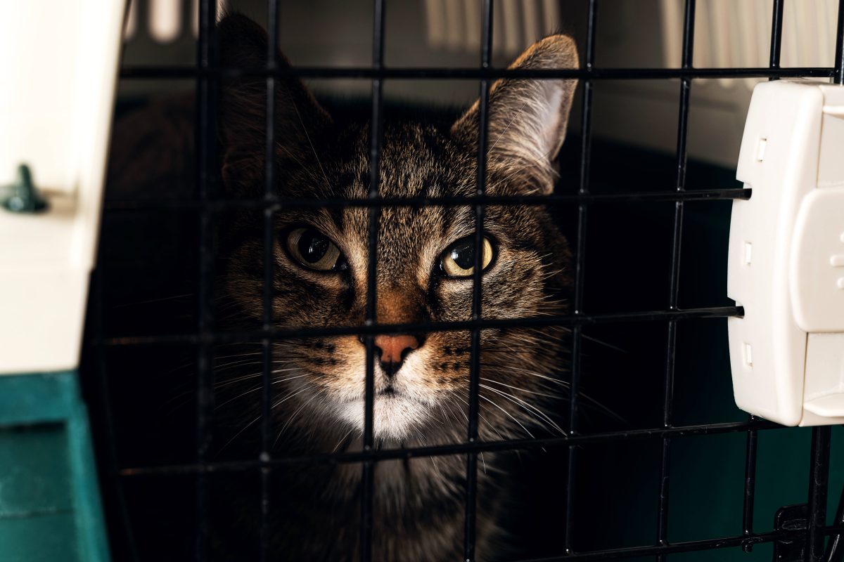 NRW: Tierschützer Katze