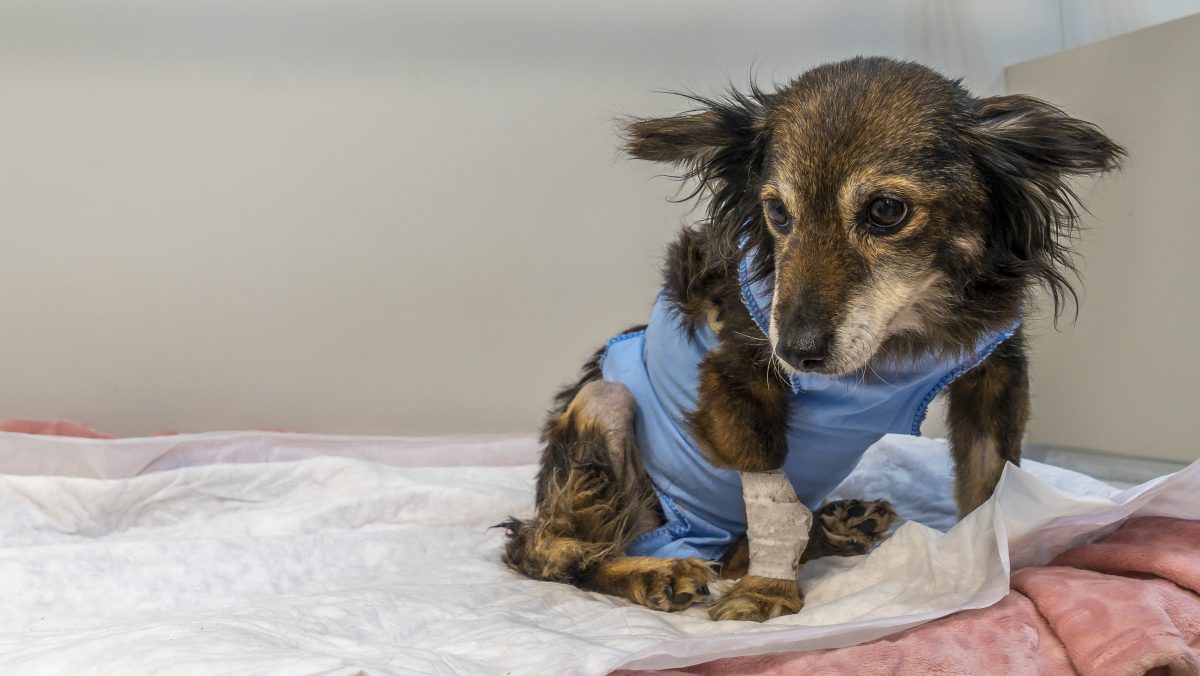 Hund in NRW wird von Schrotflinte angeschossen und hat bis heute 63 Schrotkugeln im RÃ¼cken. Das Tierheim Heinsberg pflegt ihn und mÃ¶chte den Hund jetzt vermitteln.