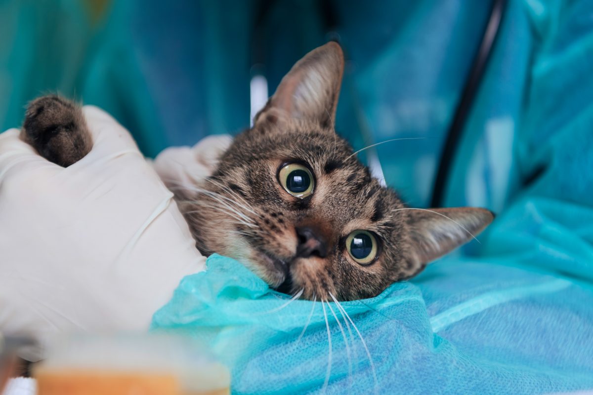 Tierheim Dorsten in NRW: EKH-Katze in sehr schlechtem Zustand ist nicht mehr zu helfen. Tierheim entscheidet sich das Tier einzuschläfern.