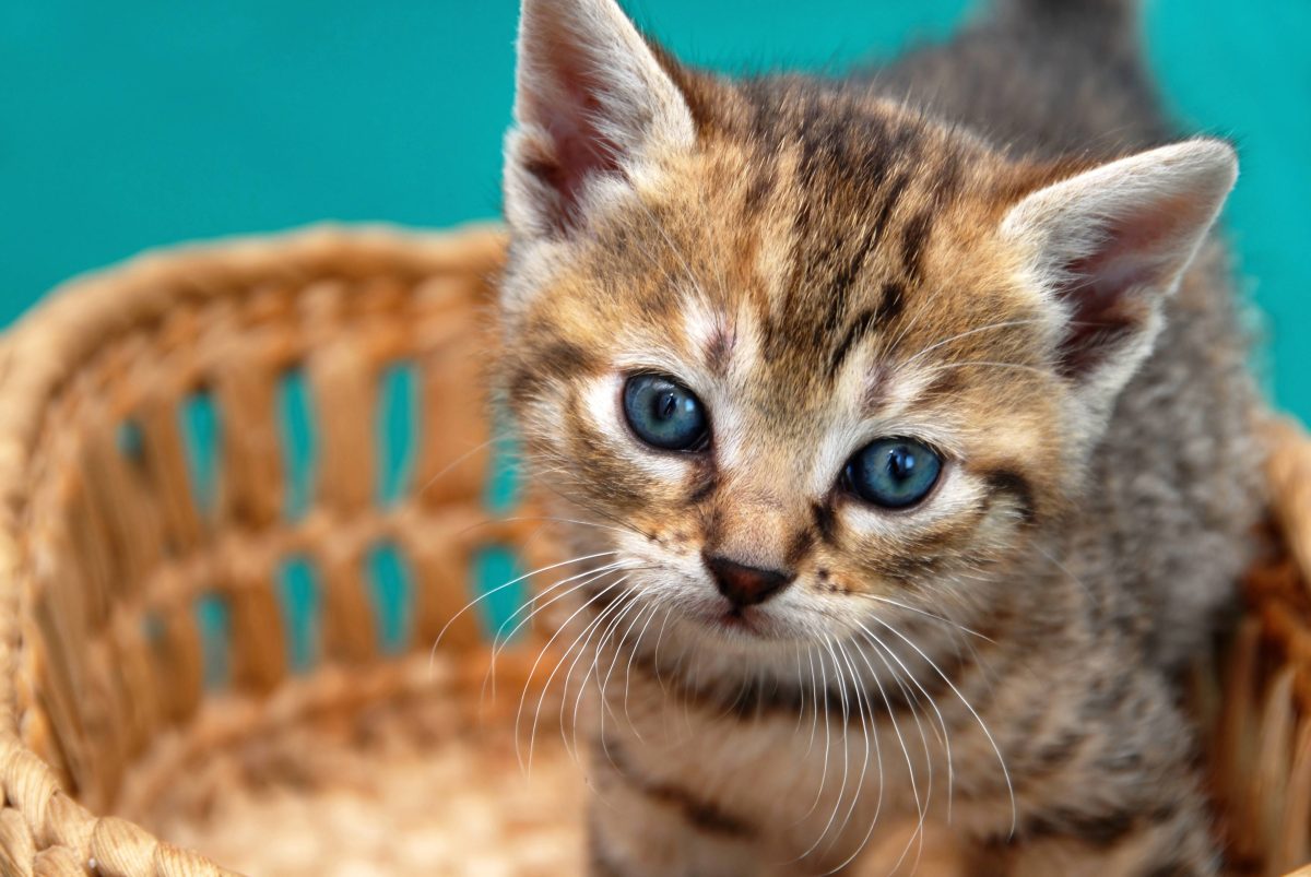 Tierheim in NRW muss umziehen und daher ist das Katzenhaus zu voll. Deswegen versucht das Tierheim über Facebook ein paar Katzen zu vermitteln.