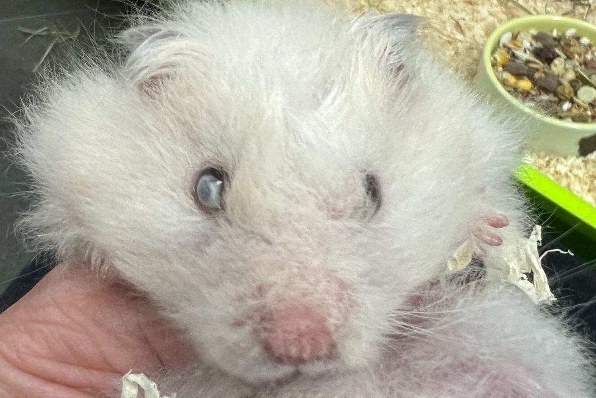 Hamster Harald im Tierheim in NRW