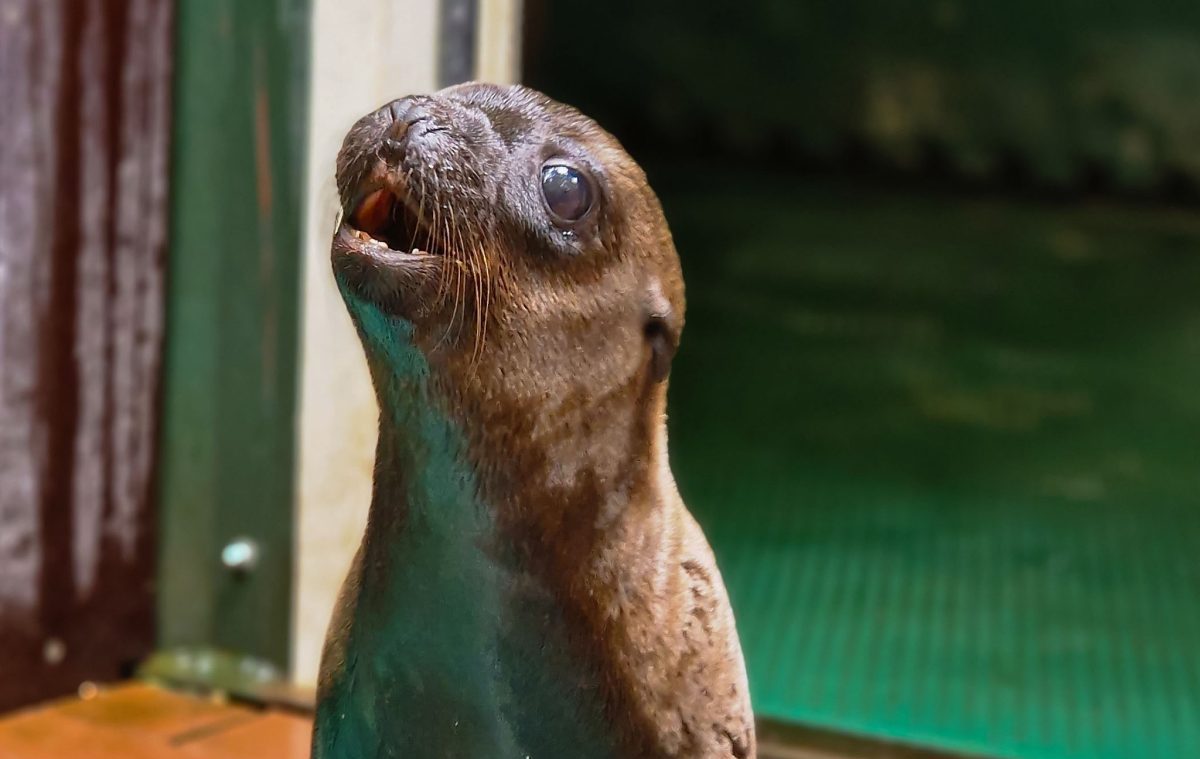 Zoo Dortmund Seelöwe