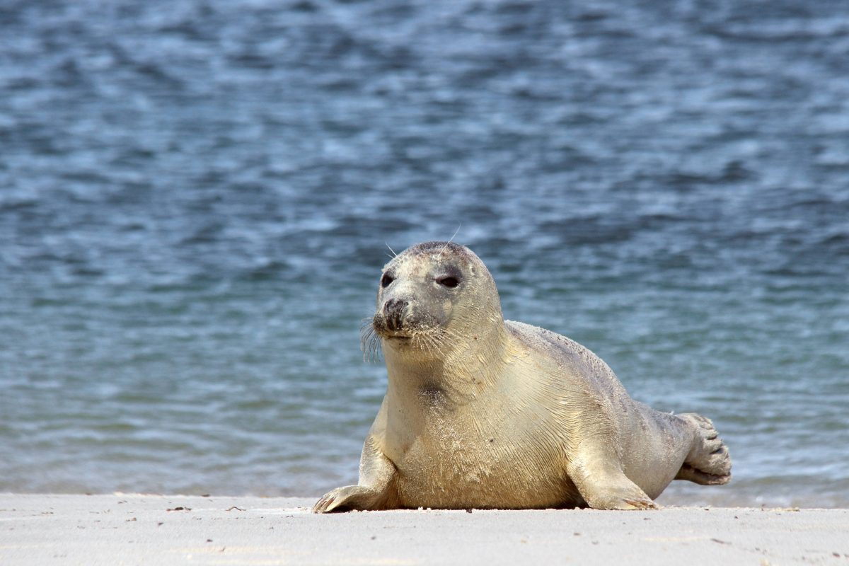 Urlaub an der Nordsee