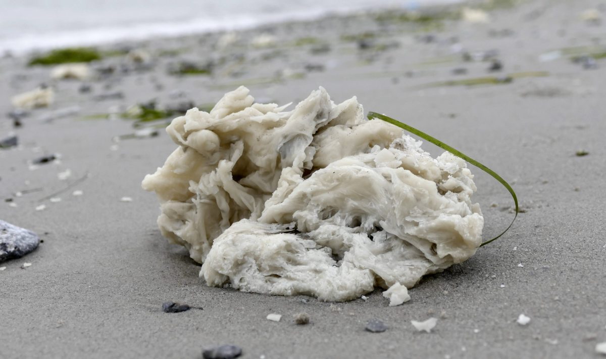 Paraffin-Klumpen am Strand von Sylt an der Nordsee