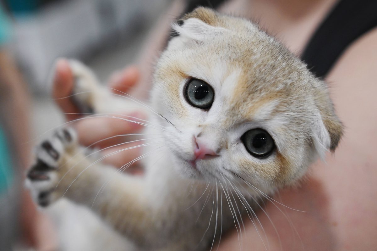 Tierheim in NRW findet drei Kitten in einem verlassenen Karton und ist entsetzt.