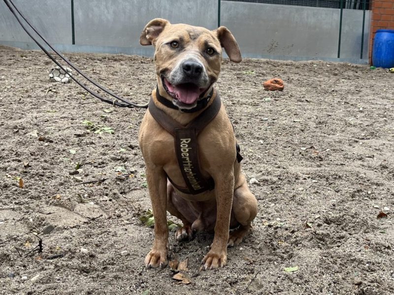 Tierheim Essen hofft auf ein Weihnachtswunder – Hund Robert wartet schon viel zu lange