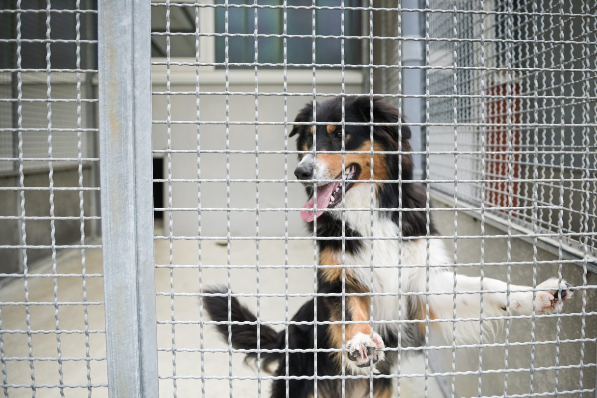 Tierheim Bochum fassungslos: Besitzerin holt entlaufenen Hund nicht ab – sein Zustand ist erbärmlich