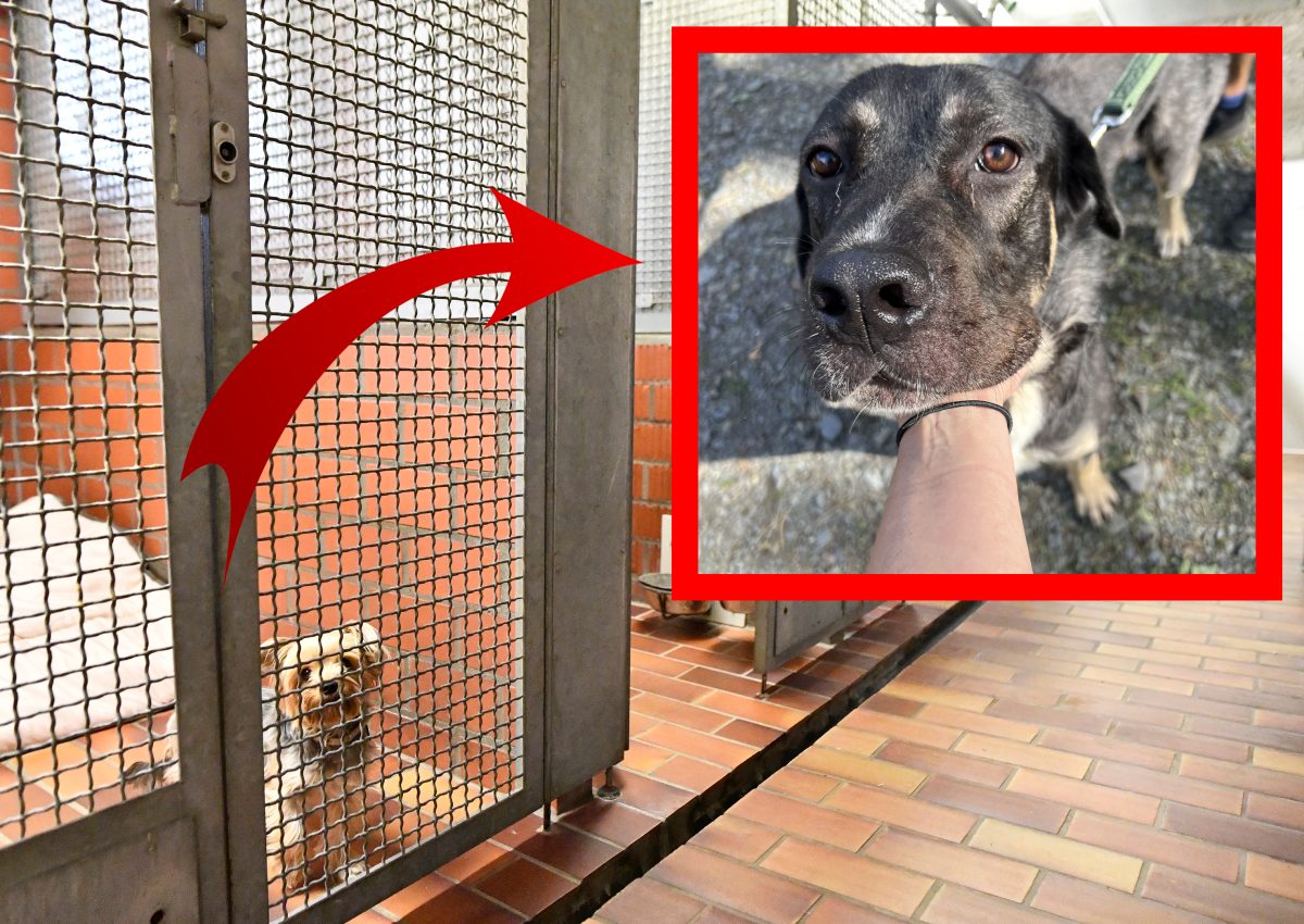 NRW-Tierheim: Hund verhungert fast