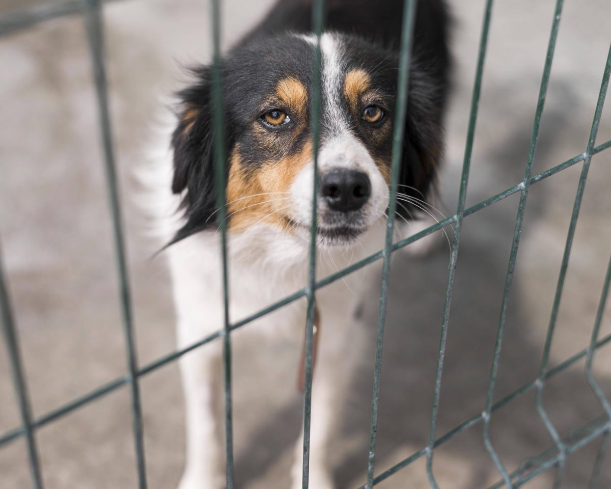 Generous Donation and Heartwarming Letter Surprise Düsseldorf Animal Shelter