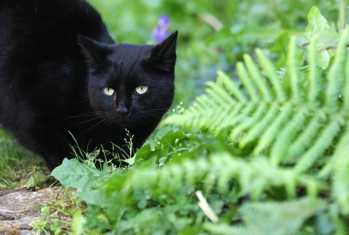 NRW-Tierheim schwarze Katze