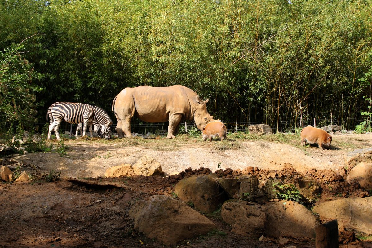 Zoo in NRW: Tier mit blauer Farbe angemalt