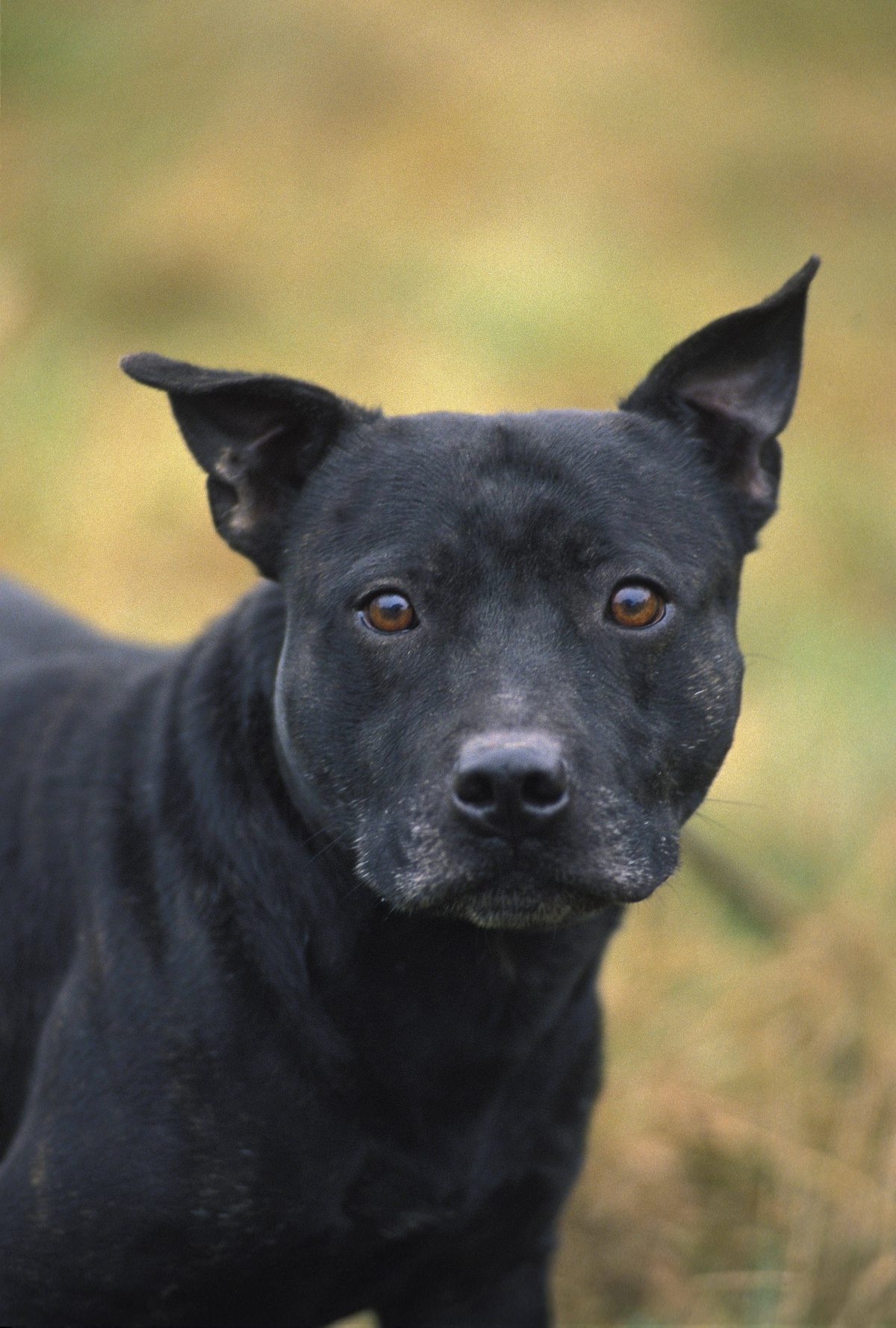 Hunde sind soziale Tiere. Die Besitzer sind meist das Wichtigste im Leben der treuen Vierbeiner. Umso schlimmer ist es fÃ¼r sie, wenn sie ungewollt sind. Fellnase Maddy hat eine Heldenreise hinter sich und sucht nun ein neues Heim.