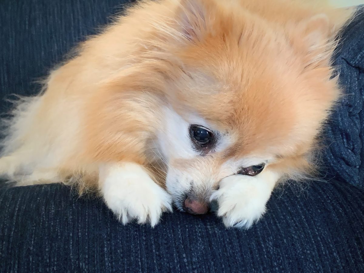 Ein Hund der Rasse Pomeranian wird jahrelang stark missbraucht, sodass er nicht mehr bellen kann und völlig apathisch wirkt. Dann rettet ihn eine Familie.