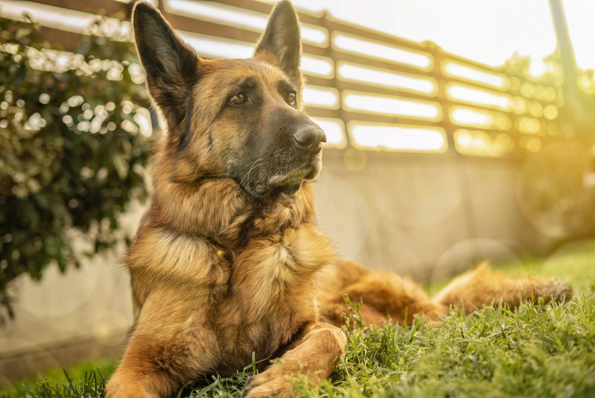 Tierheim Bochum wollte gerade anfangen, seinen Hund Jürgen zu vermitteln. Dann folgte die große Überraschung.