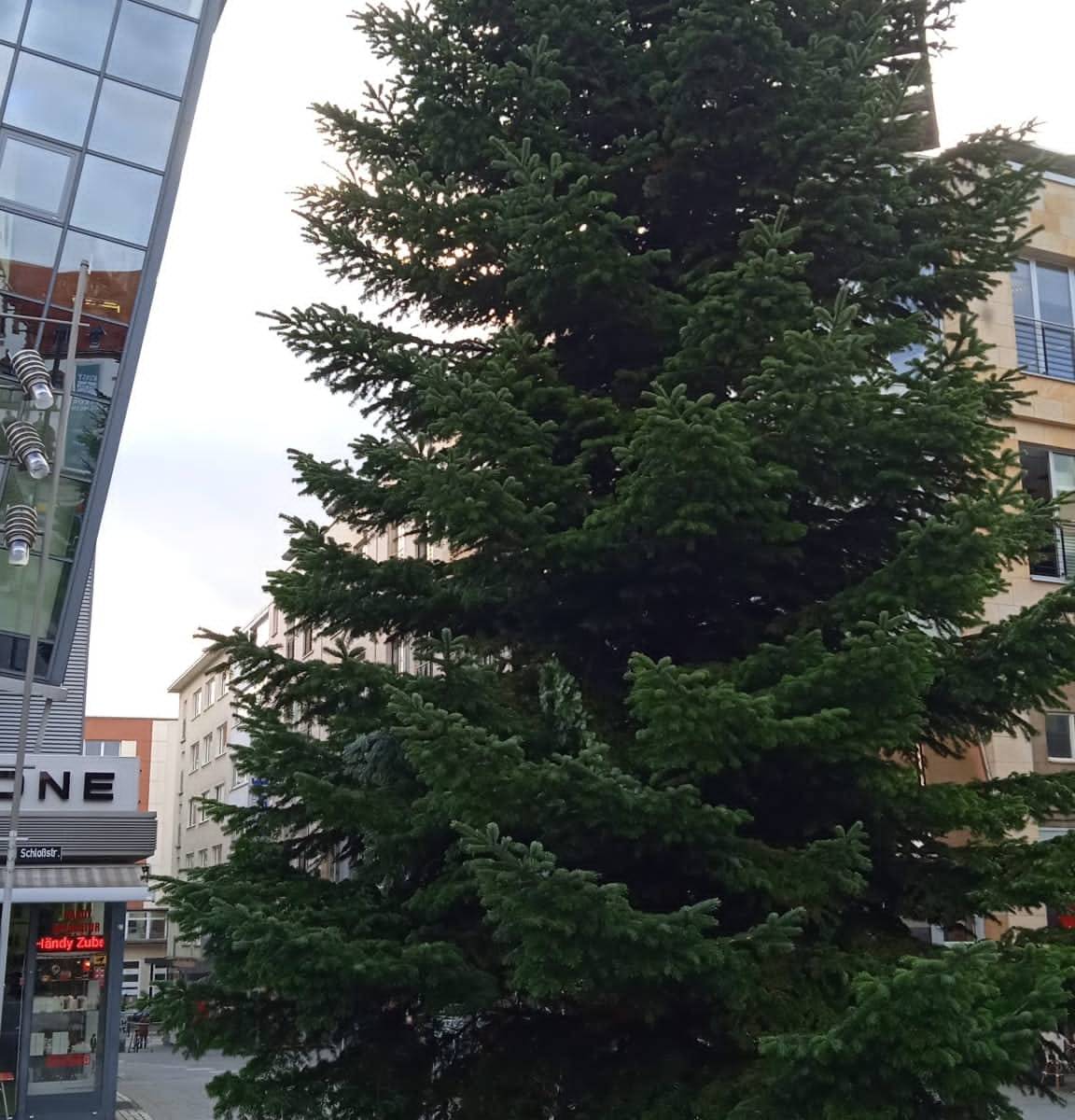 Mülheim stellt Weihnachtsbaum auf  – Anwohner frustriert: „Solltet euch schämen“