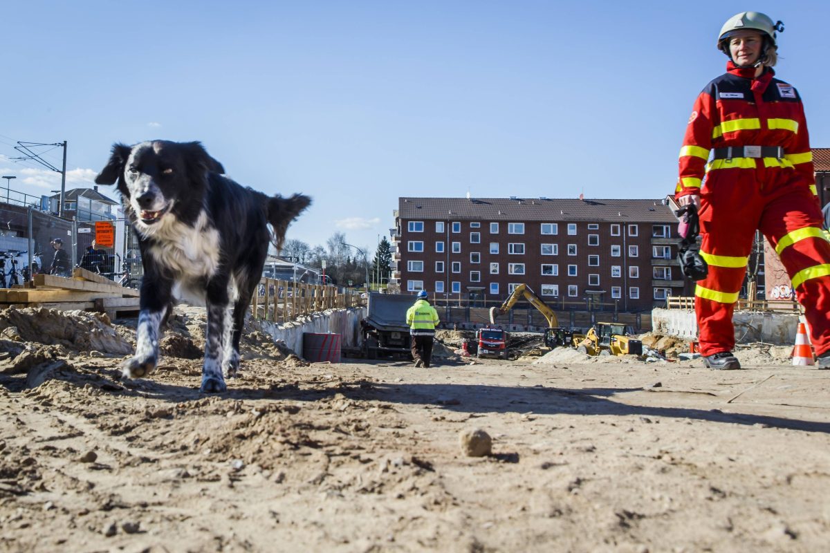 Hund Bauarbeiter