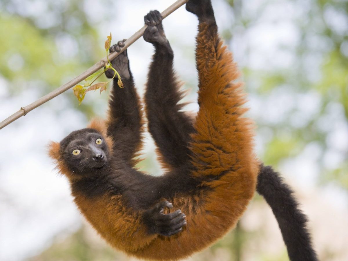 Zoo in NRW muss Abschied von Besucher-Lieblingen nehmen.