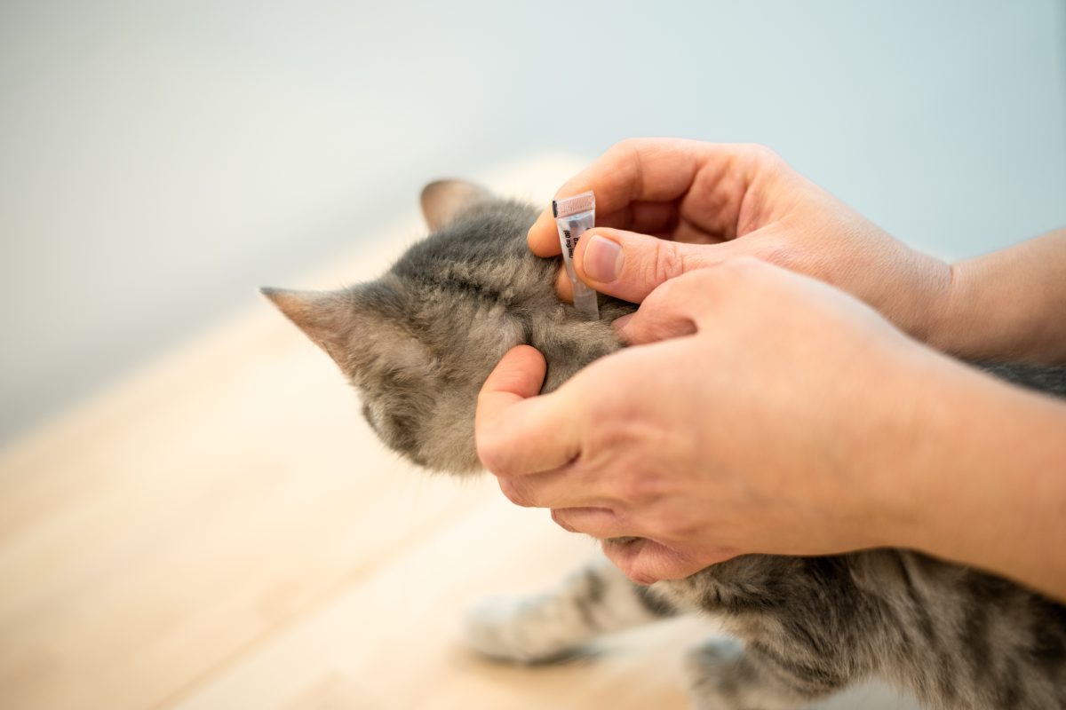 Tierheim Bochum Katze