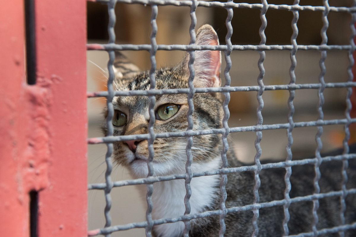 In einem Tierheim in NRW sucht eine Katze ein neues Zuhause. (Symbolfoto)