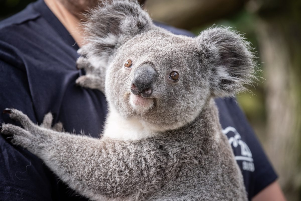 Zoo Duisburg passt sein Feierabendticket an.