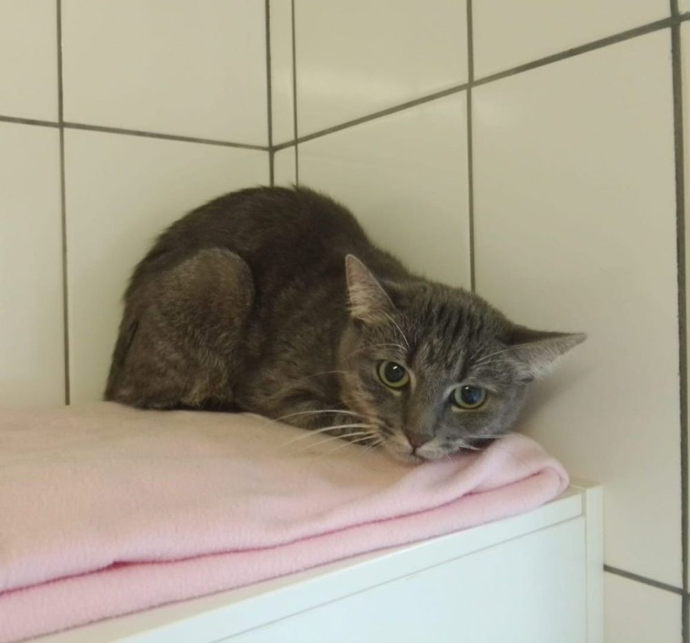 NRW: Katzen verwahrlost in Wohnung gefunden. Tierfreunde sind entsetzt.