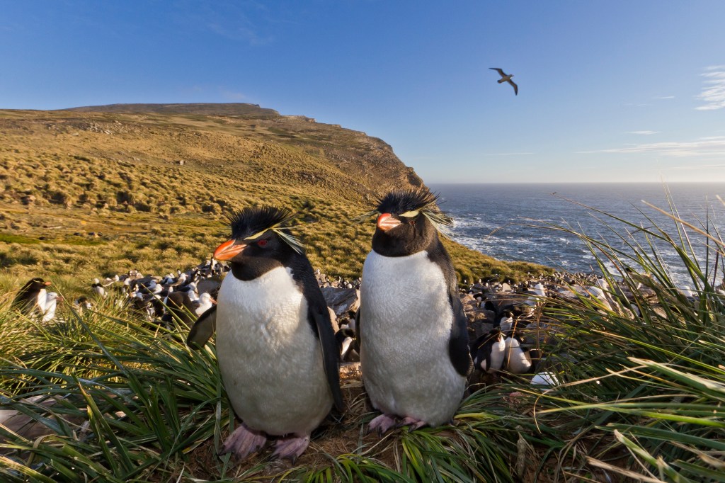Erwachsenes Pinguin-Paar in Brutkolonie auf den Falklandinseln im Südatlantik.