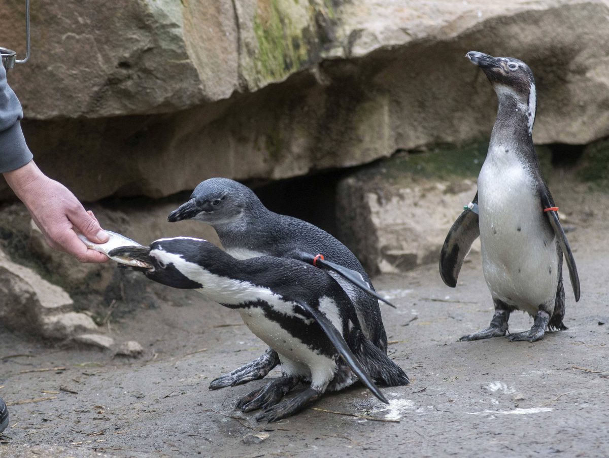 Zoo Wuppertal: Bewegende Szenen im Gehege – mit diesen Tieren haben die Pfleger alle Hände voll zu tun