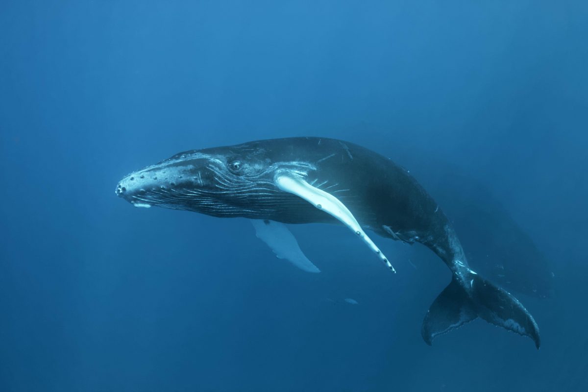 Forscher konnten erstmals mit Buckelwalen kommunizieren. Das ist die Grundlage für weitere Forschung.