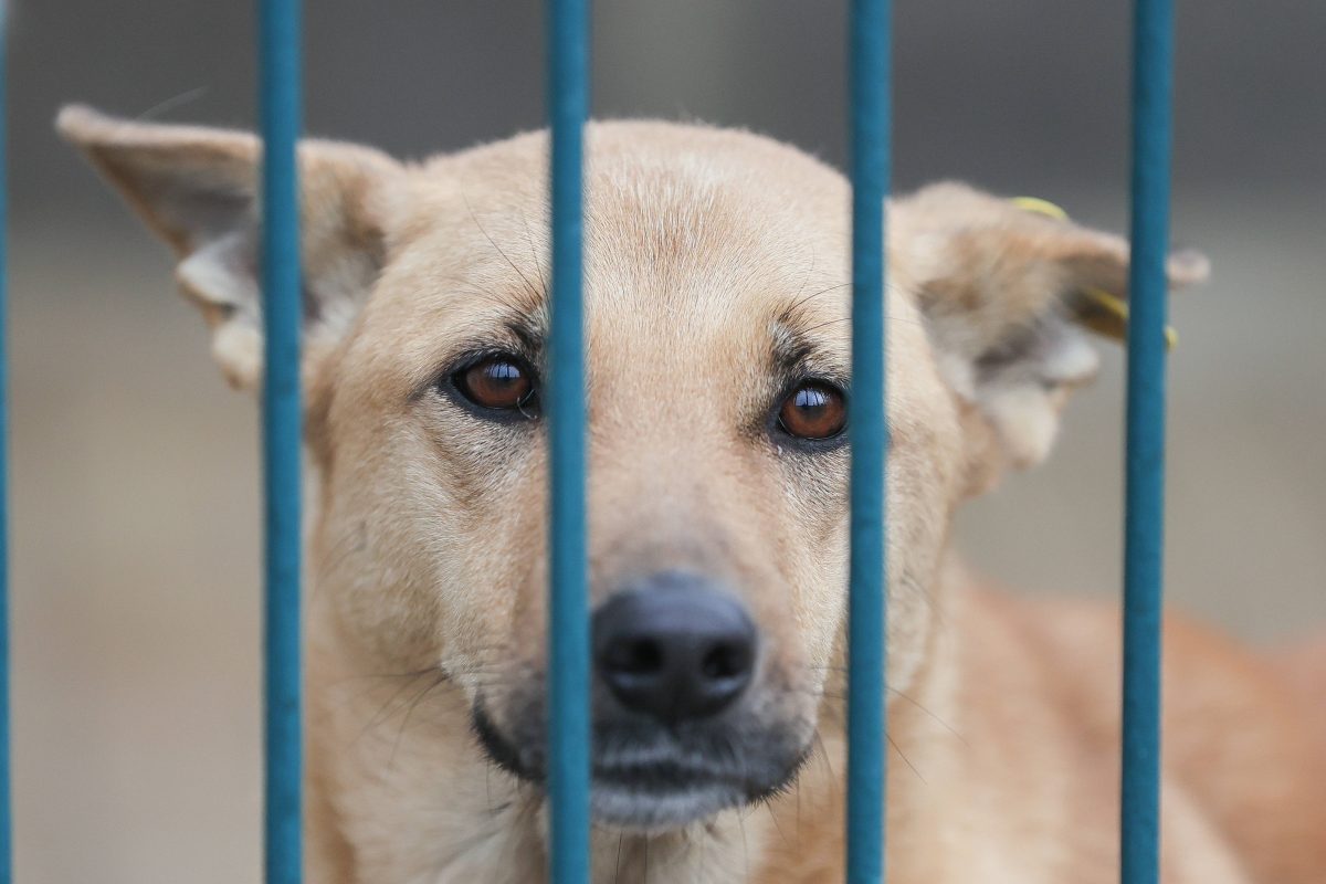 Tierheim in NRW: Mitarbeitende erhalten Post mit Riesen-Spende