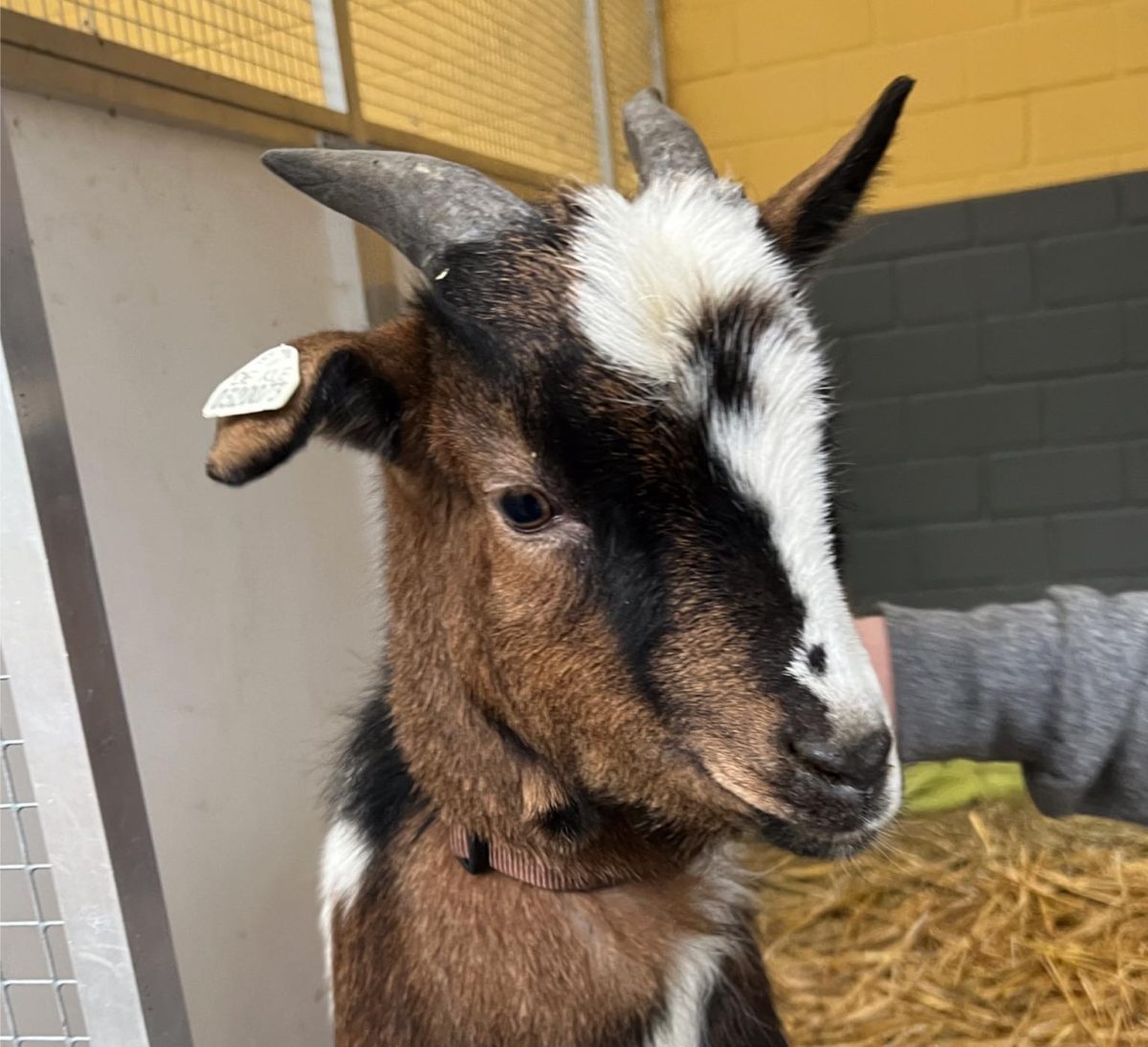 Tierheim in NRW sucht neues Zuhause fÃ¼r Ziegenbock Olaf.