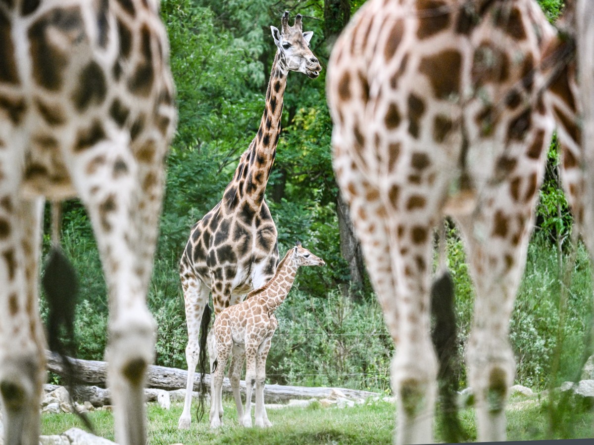 Das sind die zehn größten Zoos Deutschlands 2024