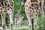 Giraffen mit Baby-Giraffe im Tierpark Berlin.