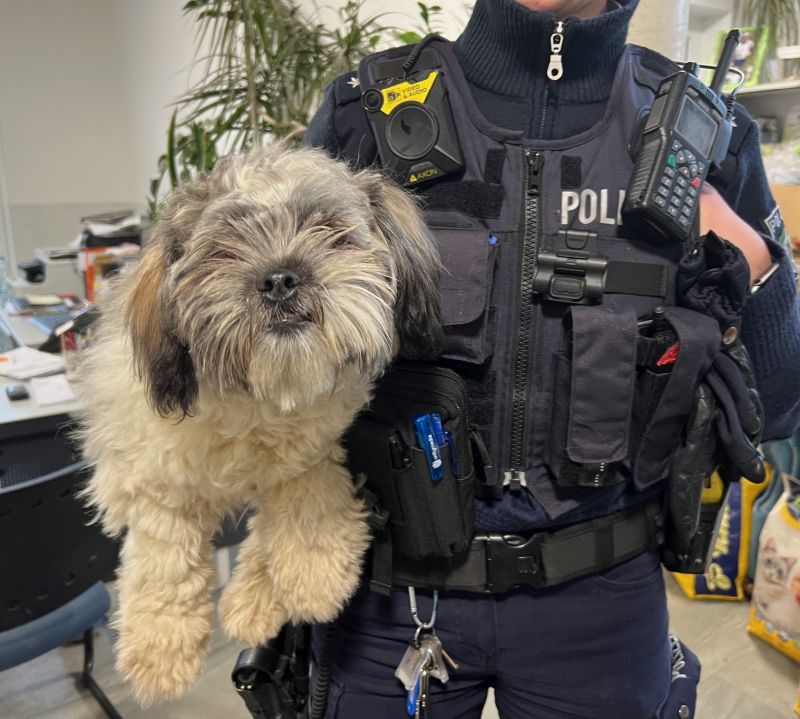 Hund in NRW: Polizei bringt entlaufenden „Rudi“ zurück – mit  der Antwort seiner Besitzerin hätte sie nicht gerechnet