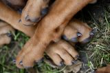 Ein Spaziergänger aus NRW fand 5 tote Hunde.