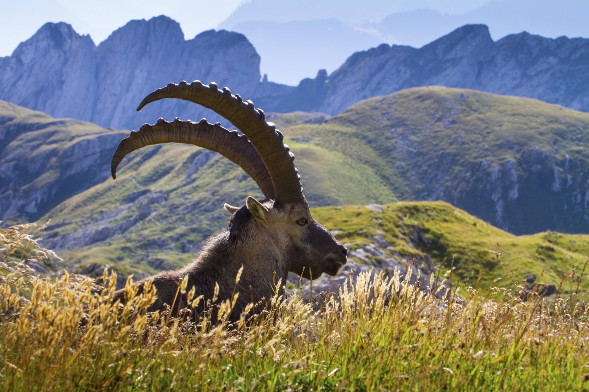 Forscher machten in den Alpen beunruhigende Ergebnisse