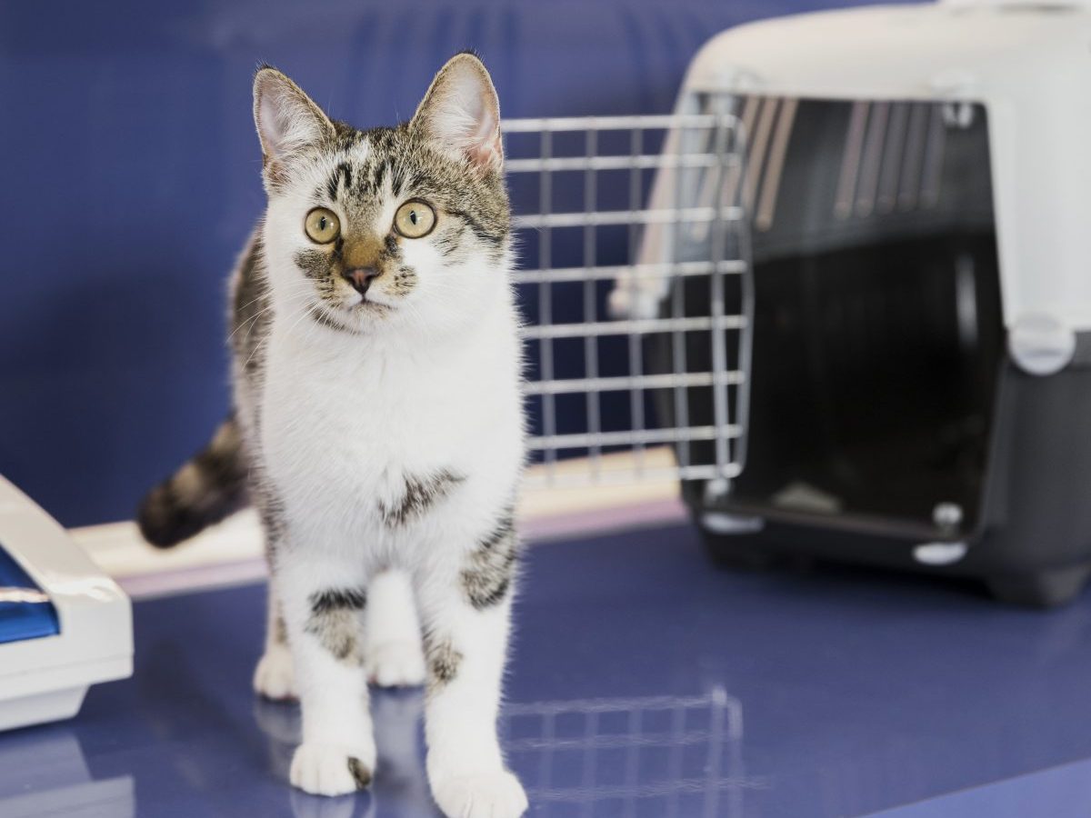 Diese Katze aus NRW wurde mit einem grausamen Zettel ausgesetzt.