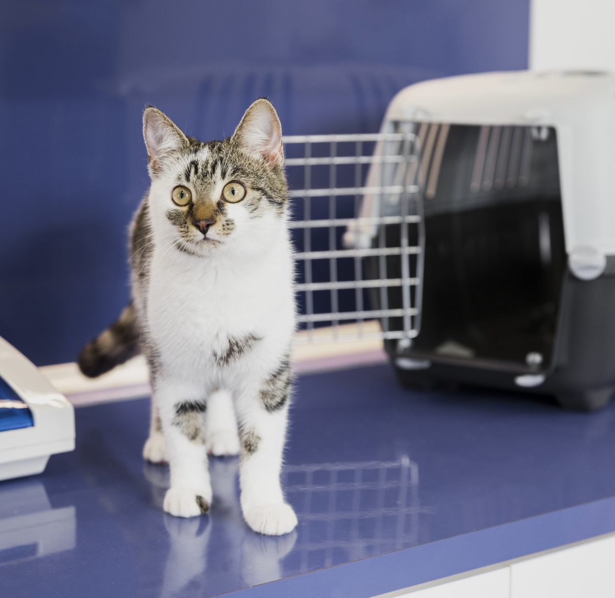 Diese Katze aus NRW wurde mit einem grausamen Zettel ausgesetzt.